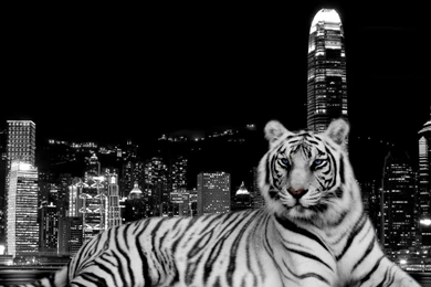 White Tiger Desktop Wallpapers   Wallpapers Cave