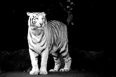 Black And White Tiger Wallpapers Desktop : Animal Wallpapers ...