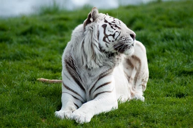 White Tiger Computer Wallpapers, Desktop Backgrounds