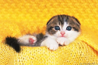 A Very Lovely Shimigou － Animal Wallpapers   Free Download ...