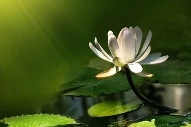 Lotus Flower Hd Wallpapers Lovely Desktop Background Images ...