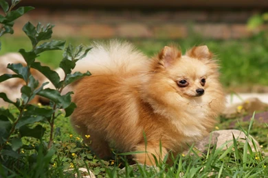 Lovely, Poodle, Dog, And, Red, Rose, High, Resolution, Wallpapers ...