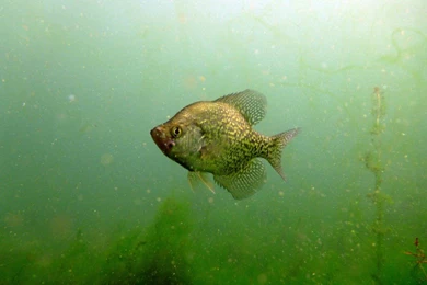 Crappie – UW Madison Center For Limnology