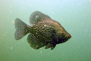 Fish Fry Day: Black Crappie – UW Madison Center For Limnology
