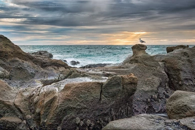 Oregon Coast Wallpaper, Nature / Mountains: Oregon Coast, Seagull ...