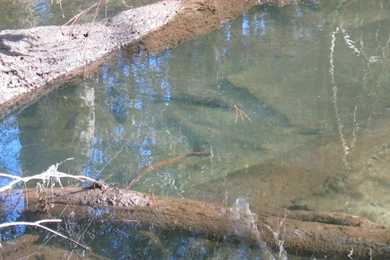 Eastern Shore Spillway Streams