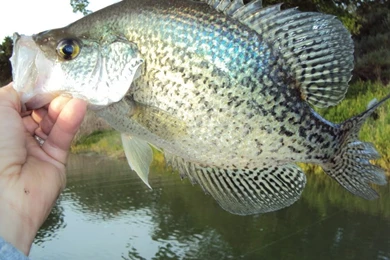 Catch White Crappie; Tips And Techniques YouTube