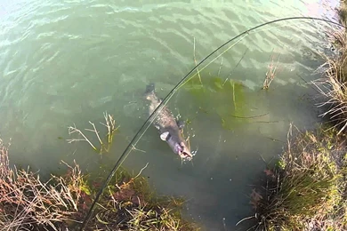 Catfish On A Crappie Pole   YouTube