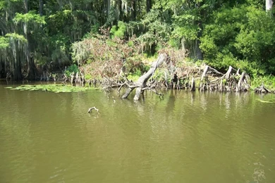 Typical Crappie Habitat Photo By CaddoLake_photos