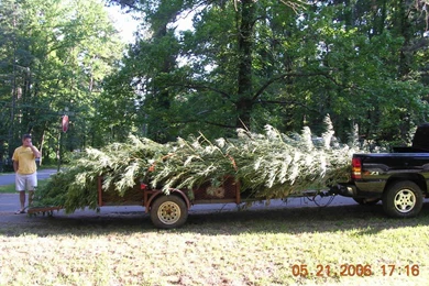 Crappie Condos On Bistineau And A Bald Eagle