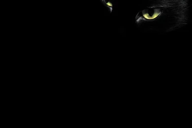 Black Cat Eyes Wallpapers   1024x768 IWallHD   Wallpapers HD