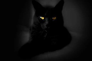 Wallpapers Black Cat   Wallpapers Cave