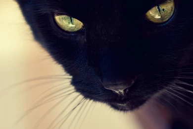 Black Cats Wallpapers, Images, Photos, Pictures & Pics