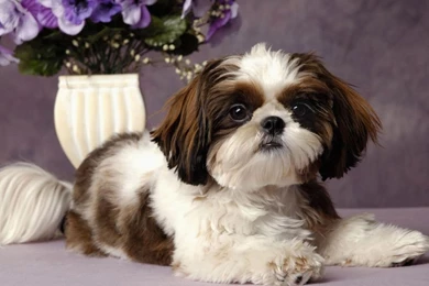 The Shih Tzu : The Little Lion That Doesn't Roar