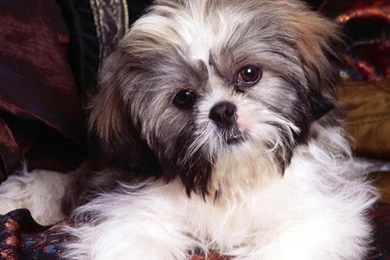 Shih Tzu Wallpapers   Android Apps On Google Play