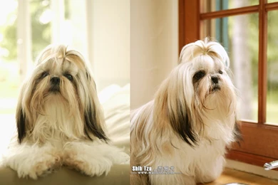 Shih Tzu High Definition Wallpapers