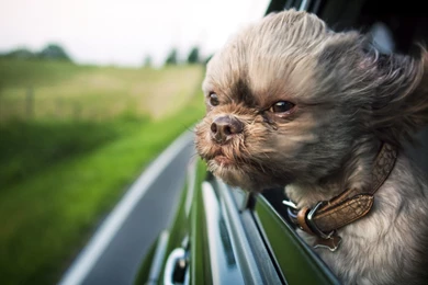 Animals Dogs Funny Shihtzu Wind Wallpapers