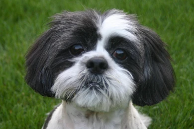 Cutie Shih Tzu Dog Wallpapers And Images   Wallpapers, Pictures ...