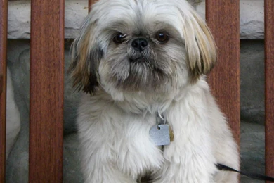 Cute Shih HD Wallpapers   HD Wallpapers Inx