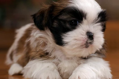 Shih Tzu Puppy Hd Desktop 9 HD Wallpapers
