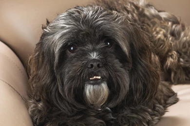 Download Wallpapers 3840x2160 Shih tzu, Dog, Muzzle, Bushy 4K Ultra ...