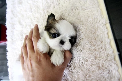 Teacup Shih Tzu Hd Images 3 HD Wallpapers