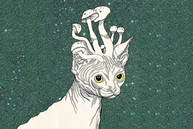 Trippy Stoner Cat Mushrooms Art Wallpapers