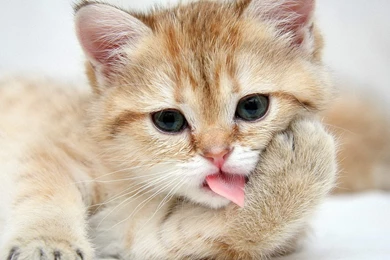 Cute Lovely Backgrounds