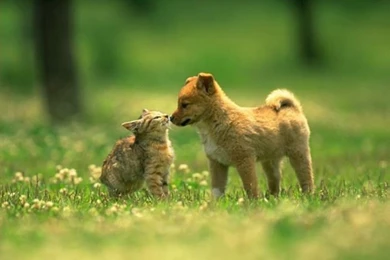 Dog And Cat Wallpapers   Wallpapers Cave