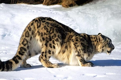 Snow Leopard Wallpaper  Os X Snow Leopard Download