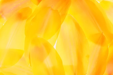 Yellow Wallpapers   Colors Wallpapers (34511047)   Fanpop