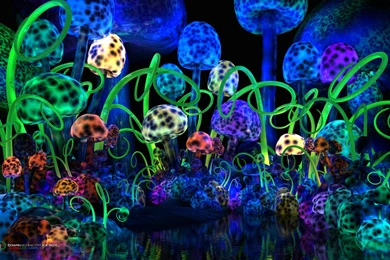 Trippy Mushroom Backgrounds   Wallpapers Zone