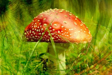 Download Desktop Wallpapers Hallucinogenic Fly Agaric Mushroom In ...