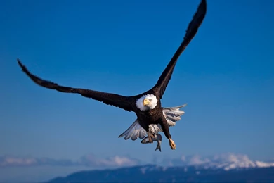 27+ Best HD Bald Eagle Images Wallpapers