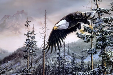 Eagle On A Tree Wallpapers 2560x1440   ImgMob