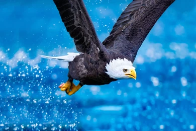 Bald Eagle Flying Wallpapers Pictures Photos Images. Eagle ...
