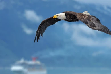 Eagles Wallpapers 1920x1080 Alaska, Eagles, Fishing, Bald, Eagles ...