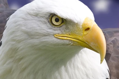 Original:bald Eagle Usa Iphone Wallpapers, Backgrounds. Eagle ...