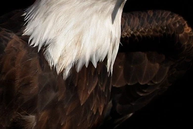 Bald Eagle Iphone 5 / 5s / 5c Wallpaper. Eagle Wallpapers For ...