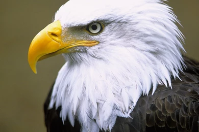 2560x1440px 744607 Bald Eagle Pictures 203.78 KB