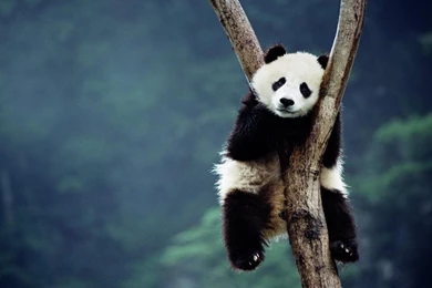 Baby Panda HD PC Wallpapers 9382 Amazing Wallpaperz