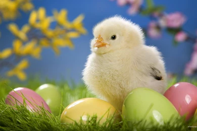 Beautiful Cute Images   Wallpapers HD Wide