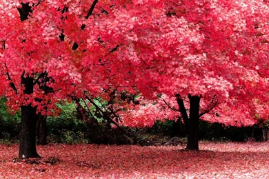 Free Spring Wallpapers For Desktop