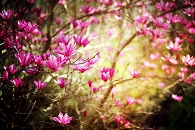 Spring Wallpapers For Desktop Free   Wallpapers Cave