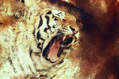 Tiger Wallpapers By Sdort hatred On DeviantArt