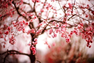Cherry Blossom Free Desktop Wallpapers