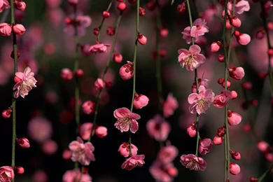 Cherry Blossom Desktop Wallpapers