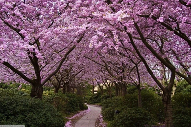 Spring, Flowers, Cherry Blossom Wallpapers HD / Desktop And Mobile ...