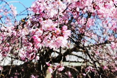 Amazing Cherry Blossom Wallpapers One Seven