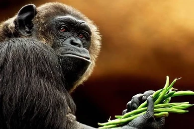 Primates: Got Problem Bub Animal Vegetable Ape Primate Wallpapers ...